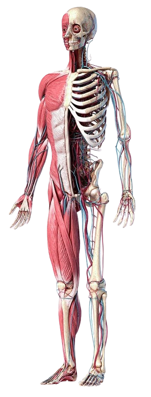 Anatomical Skeleton